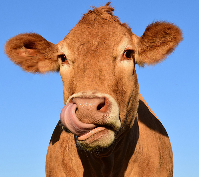 A lovely cow licking her lips